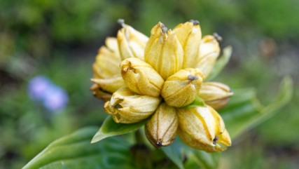 Lancebranlette 22 juillet 2019