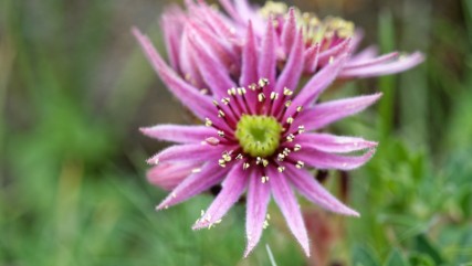 Les Guécées de Tignes Un univers minéral 5 août 2019